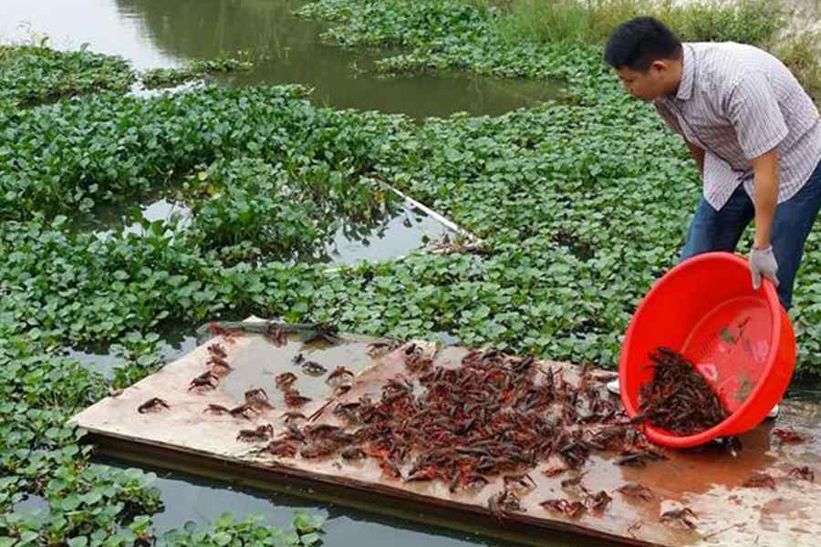小龙虾养殖技巧（池塘养殖小龙虾如何高产？）-第7张图片