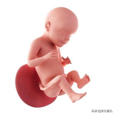 怀孕8个月胎儿大小（胎宝宝八个月的时候是什么样呢？）-第1张图片