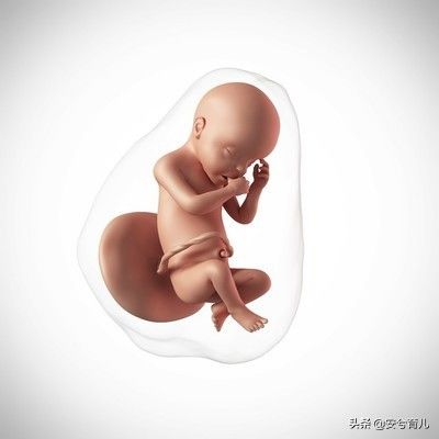 怀孕8个月胎儿大小（胎宝宝八个月的时候是什么样呢？）-第3张图片