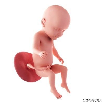 怀孕8个月胎儿大小（胎宝宝八个月的时候是什么样呢？）-第4张图片