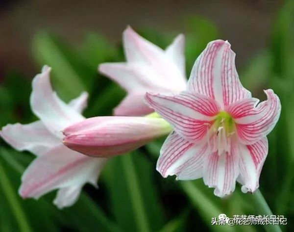 百合花语大全（百合花的花语大全）-第10张图片