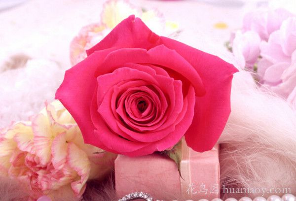 粉色玫瑰花代表什么意思（粉红色玫瑰花语）-第1张图片