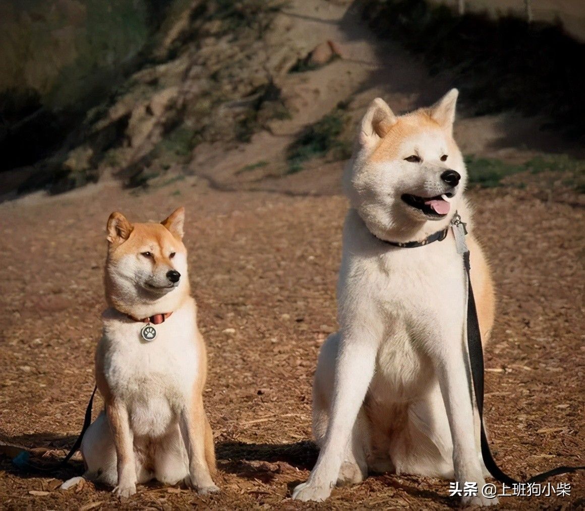 柴犬和秋田犬的区别（柴犬和秋田犬有什么区别？）-第2张图片