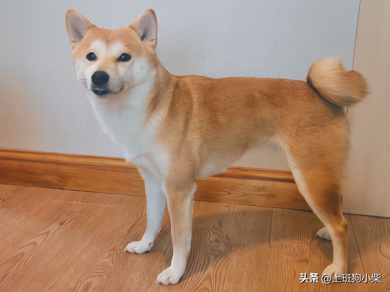 柴犬和秋田犬的区别（柴犬和秋田犬有什么区别？）-第7张图片