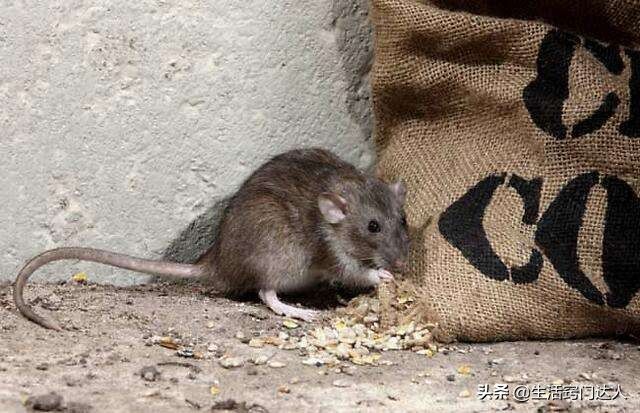 家里有老鼠怎么办（家里出现老鼠该怎么办？）-第2张图片