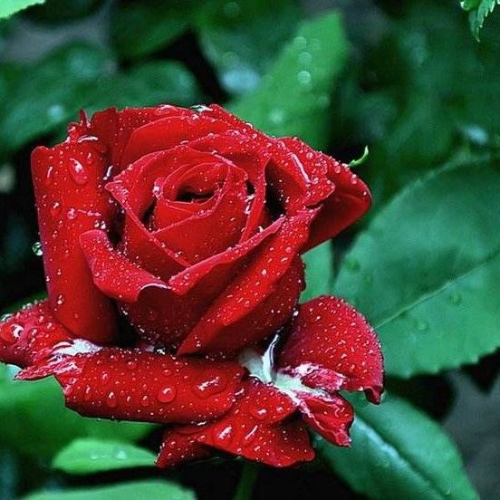 40朵玫瑰花语（不同朵数玫瑰代表不同的话）-第3张图片
