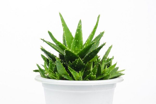 怎么去痘痘？（去痘痘的最快7种方法）-第3张图片
