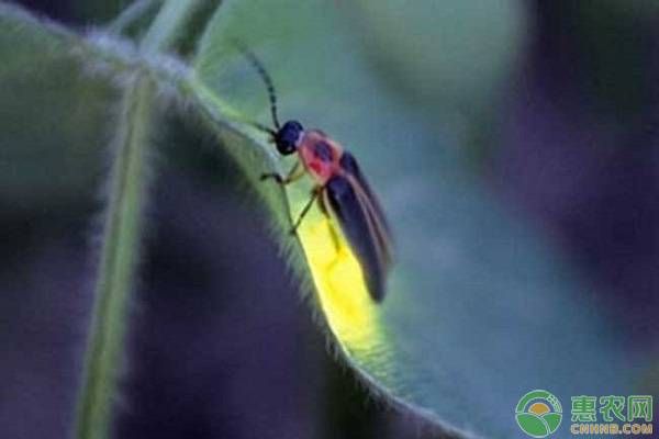 萤火虫饲养（萤火虫该如何饲养？）-第2张图片