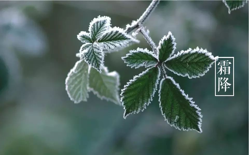 霜降节气诗（十三首霜降诗词）-第13张图片