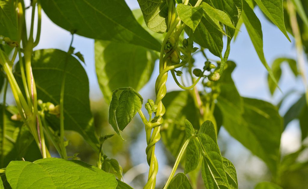 什么是芸豆？（芸豆的正确种植方法是什么 ？）-第3张图片