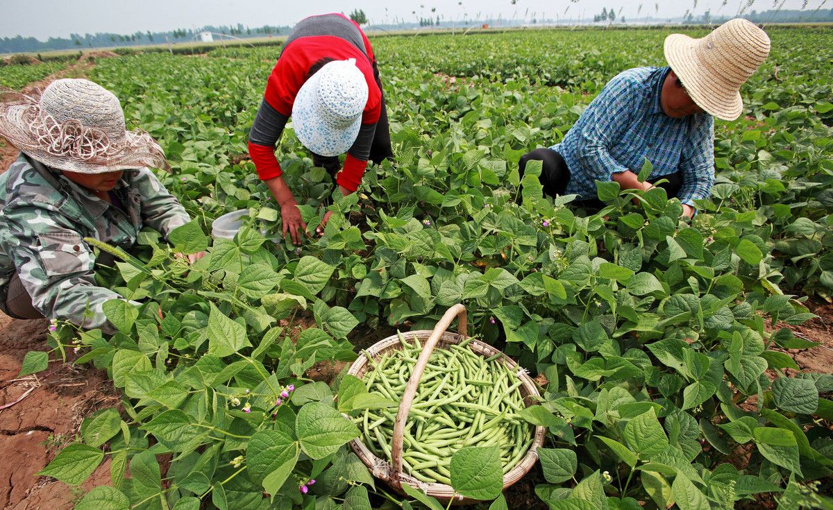 什么是芸豆？（芸豆的正确种植方法是什么 ？）-第2张图片