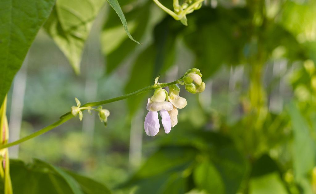 什么是芸豆？（芸豆的正确种植方法是什么 ？）-第1张图片