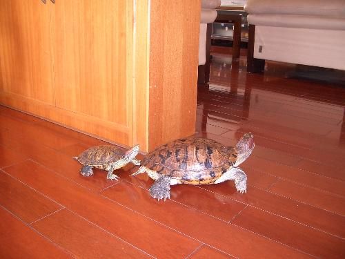 巴西龟饲养（巴西龟怎么养?）-第4张图片