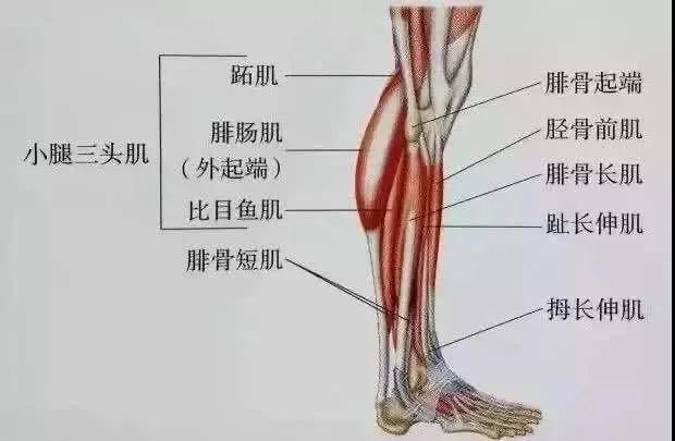 吸脂瘦腿效果怎样（吸脂和瘦腿针哪个瘦腿效果好？）-第1张图片