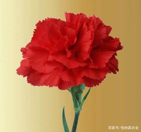 老师送什么花（教师节适合送什么花给老师？）-第2张图片