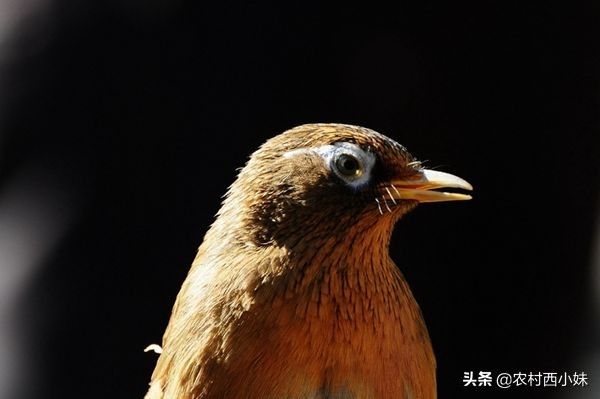 画眉鸟饲养大全（画眉鸟如何饲养方法）-第1张图片