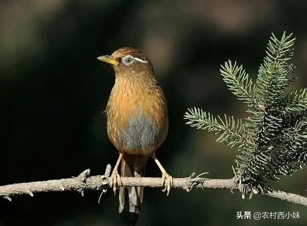 画眉鸟饲养大全（画眉鸟如何饲养方法）-第4张图片