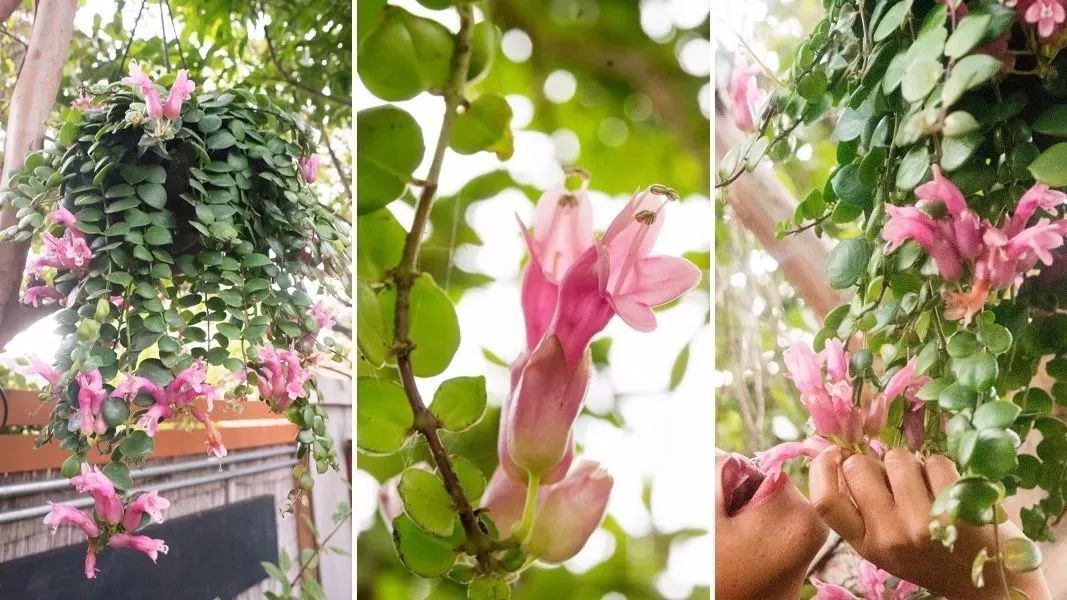 室内植物（常见的6种室内开花植物）-第4张图片