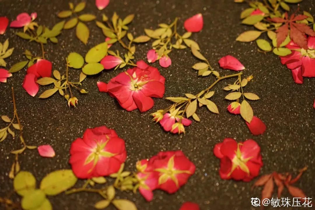 如何制作干花（最全的干花制作方法）-第3张图片