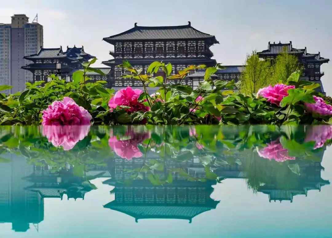 中国的国花（中国国花是什么？）-第1张图片