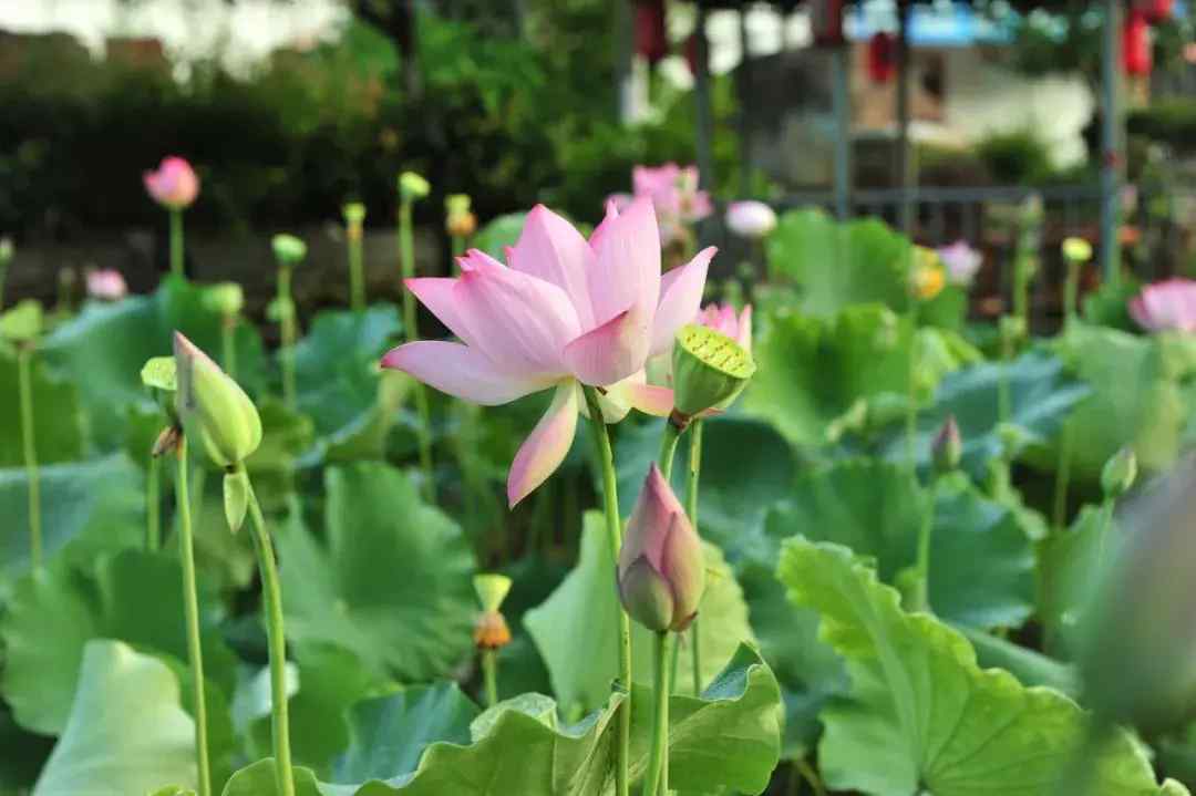 赞美荷花的诗句（十首荷花诗词）-第4张图片