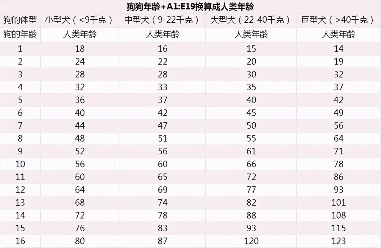 属狗的多大（奉上狗狗的年龄对照表）-第2张图片