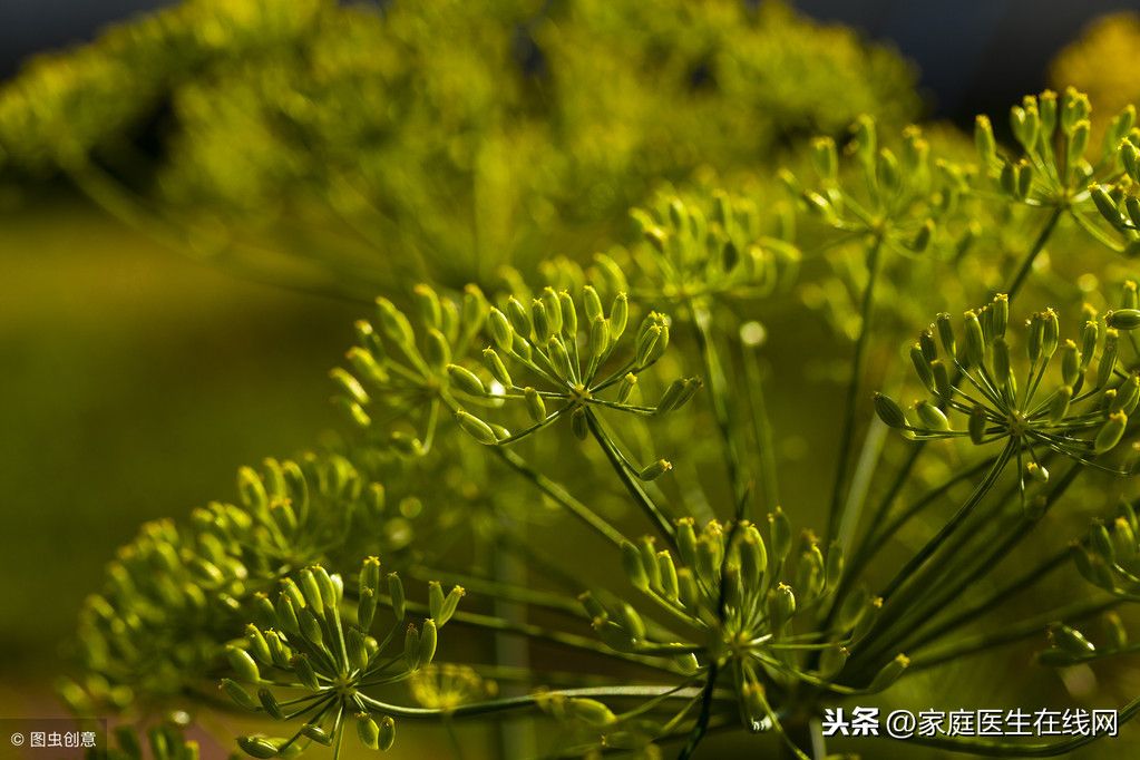 大寒节气吃茴香有什么好处？（冬天吃点茴香，有哪些好处？）-第3张图片