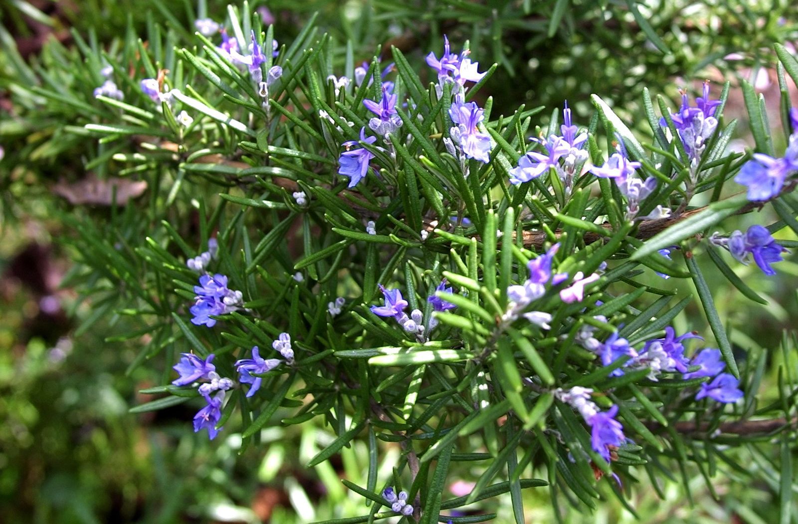 迷迭香的花语（迷迭香的花语含义及传说）-第3张图片