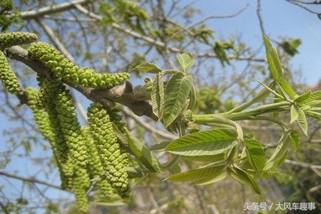 核桃花的功效与作用！（核桃花的功效与作用有哪些？）-第3张图片