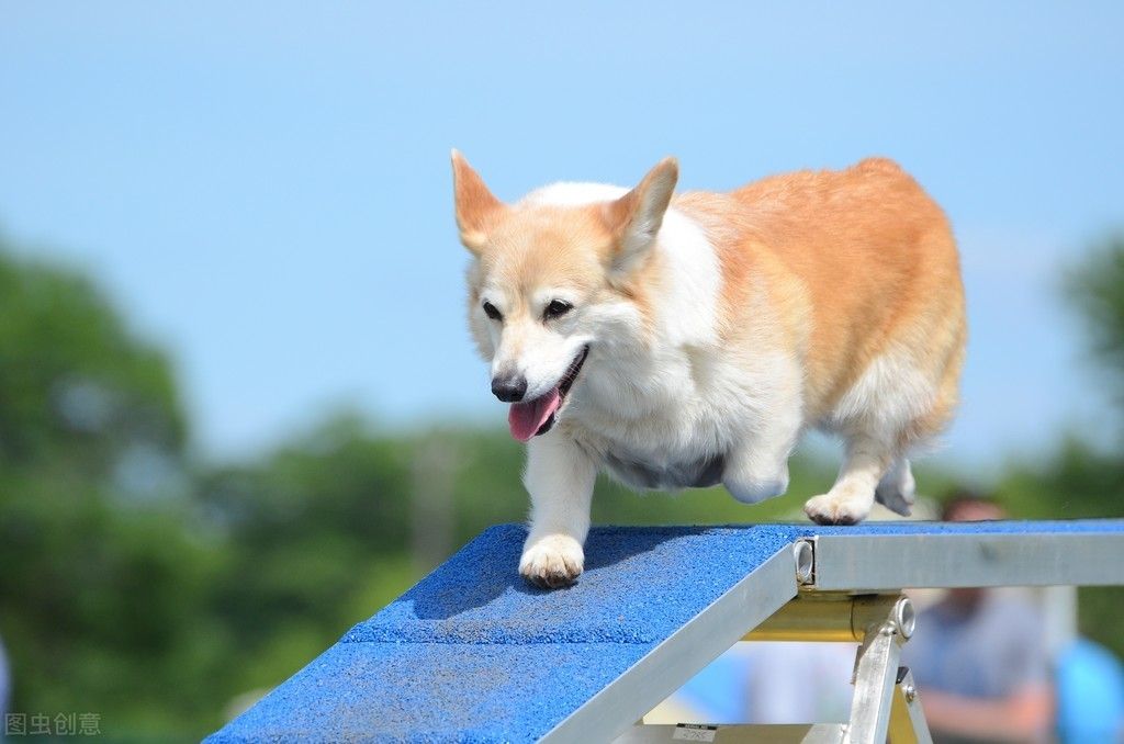 柯基犬价格!(柯基多少钱一只?)-第5张图片 柯基犬价格!(柯基多少钱一只?)-第5张图片