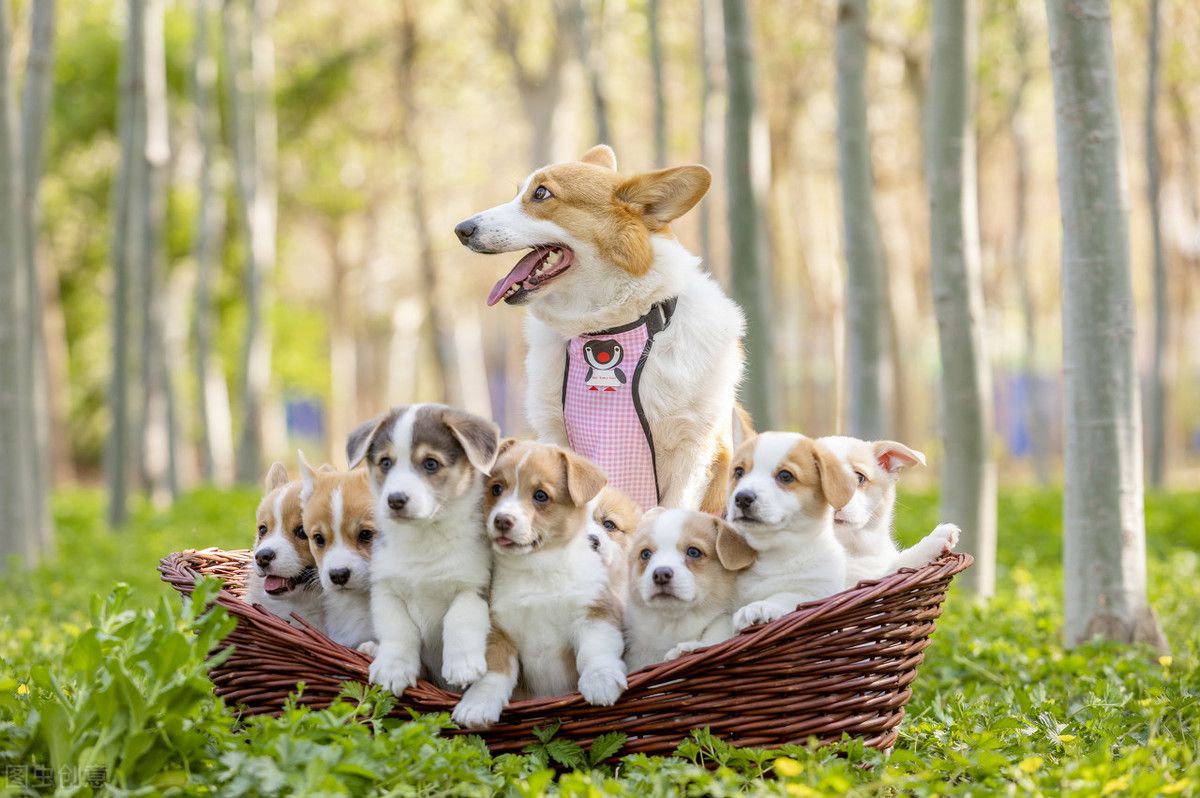 柯基犬价格!(柯基多少钱一只?)-第4张图片 柯基犬价格!(柯基多少钱一只?)-第4张图片