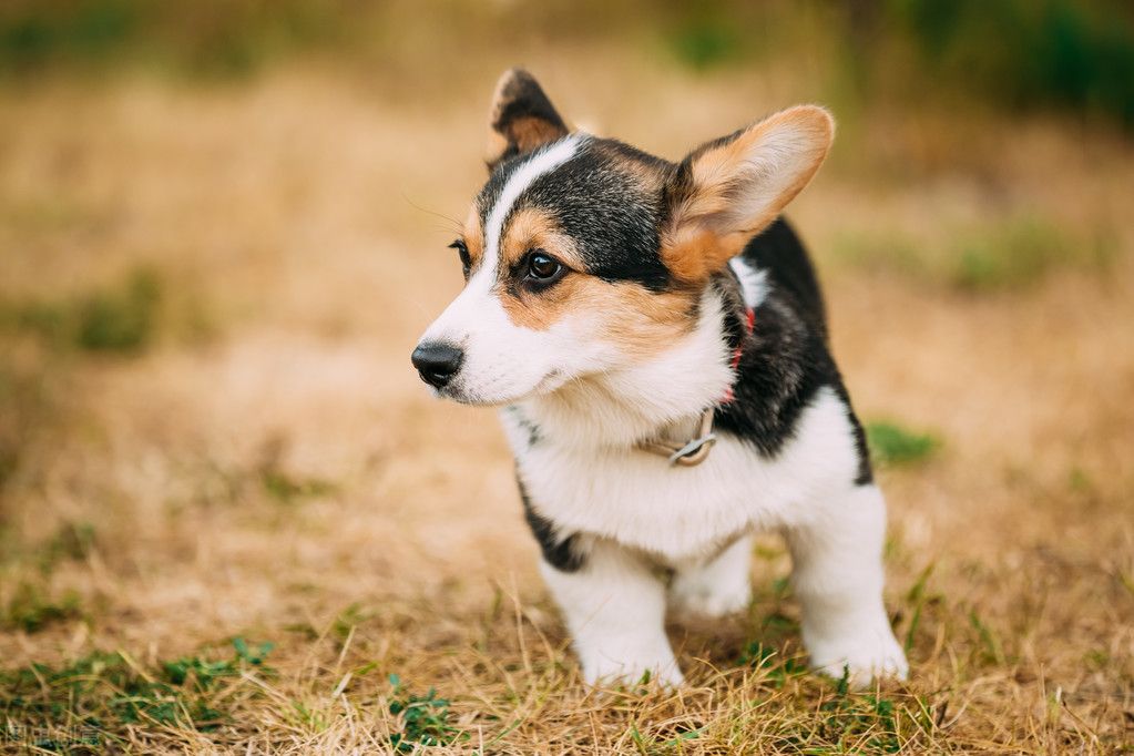 柯基犬价格!(柯基多少钱一只?)-第6张图片 柯基犬价格!(柯基多少钱一只?)-第6张图片