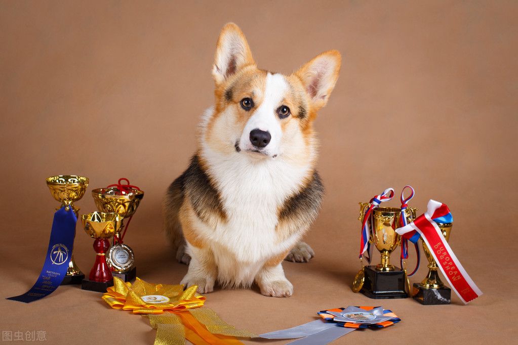 柯基犬价格!(柯基多少钱一只?)-第2张图片 柯基犬价格!(柯基多少钱一只?)-第2张图片