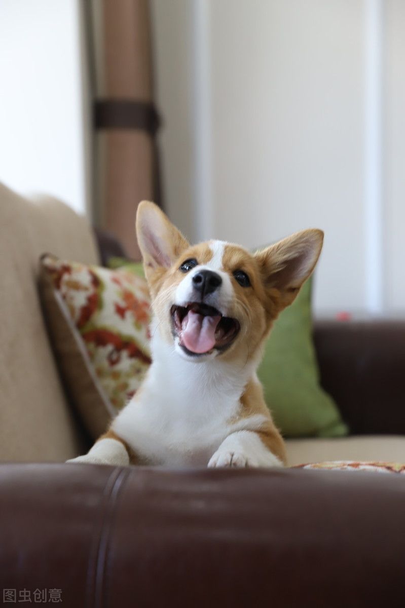 柯基犬价格!(柯基多少钱一只?)-第8张图片 柯基犬价格!(柯基多少钱一只?)-第8张图片