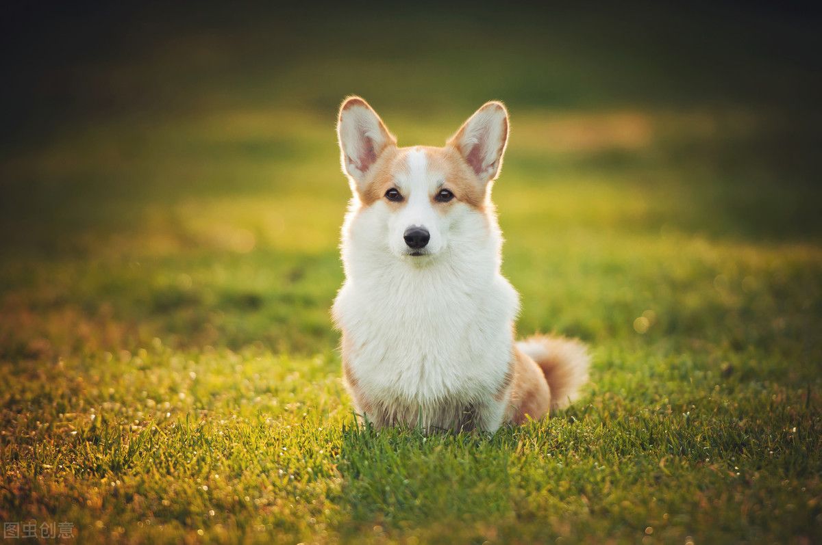 柯基犬价格!(柯基多少钱一只?)-第10张图片 柯基犬价格!(柯基多少钱一只?)-第10张图片