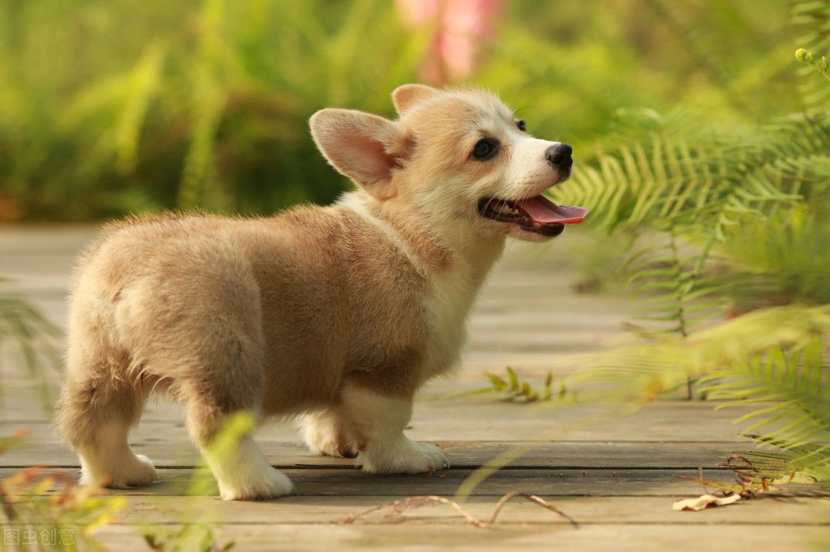 柯基犬价格!(柯基多少钱一只?)-第12张图片 柯基犬价格!(柯基多少钱一只?)-第12张图片