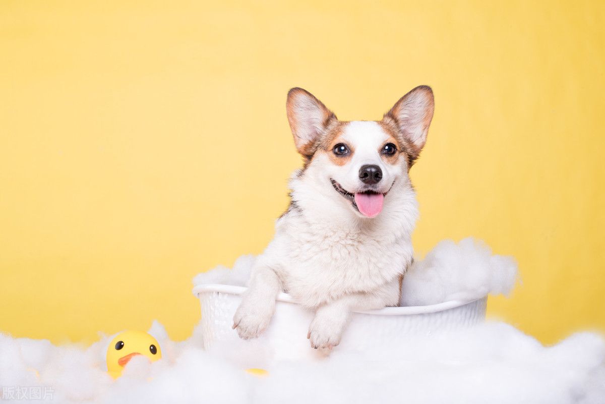 柯基犬价格!(柯基多少钱一只?)-第9张图片 柯基犬价格!(柯基多少钱一只?)-第9张图片