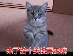 柯基犬价格!(柯基多少钱一只?)-第13张图片 柯基犬价格!(柯基多少钱一只?)-第13张图片