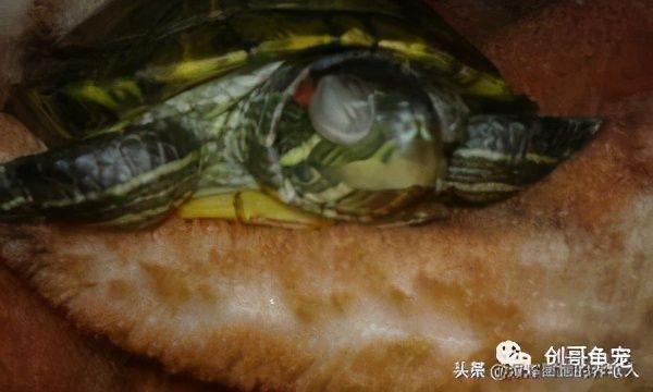 乌龟白眼病治疗（乌龟得了白眼病如何治疗？）-第1张图片