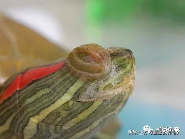 乌龟白眼病治疗（乌龟得了白眼病如何治疗？）-第4张图片