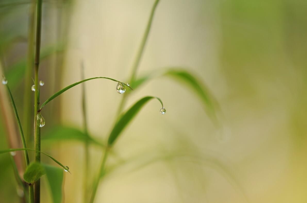 寒露是什么节气（二十四节气之寒露）-第5张图片