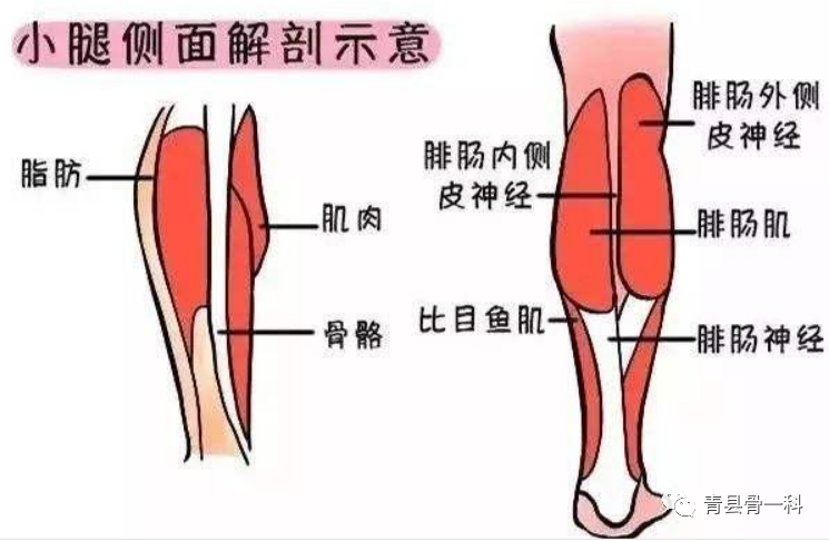 脚底疼痛部位图解（脚底疼痛是怎么回事？）-第2张图片