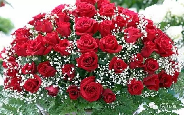 11朵玫瑰代表什么意思（11朵玫瑰花语）-第1张图片