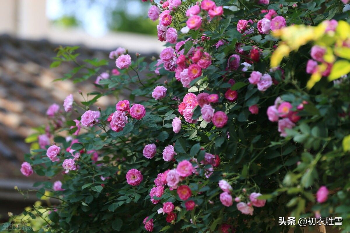 立夏的诗句（古诗立夏五首）-第1张图片