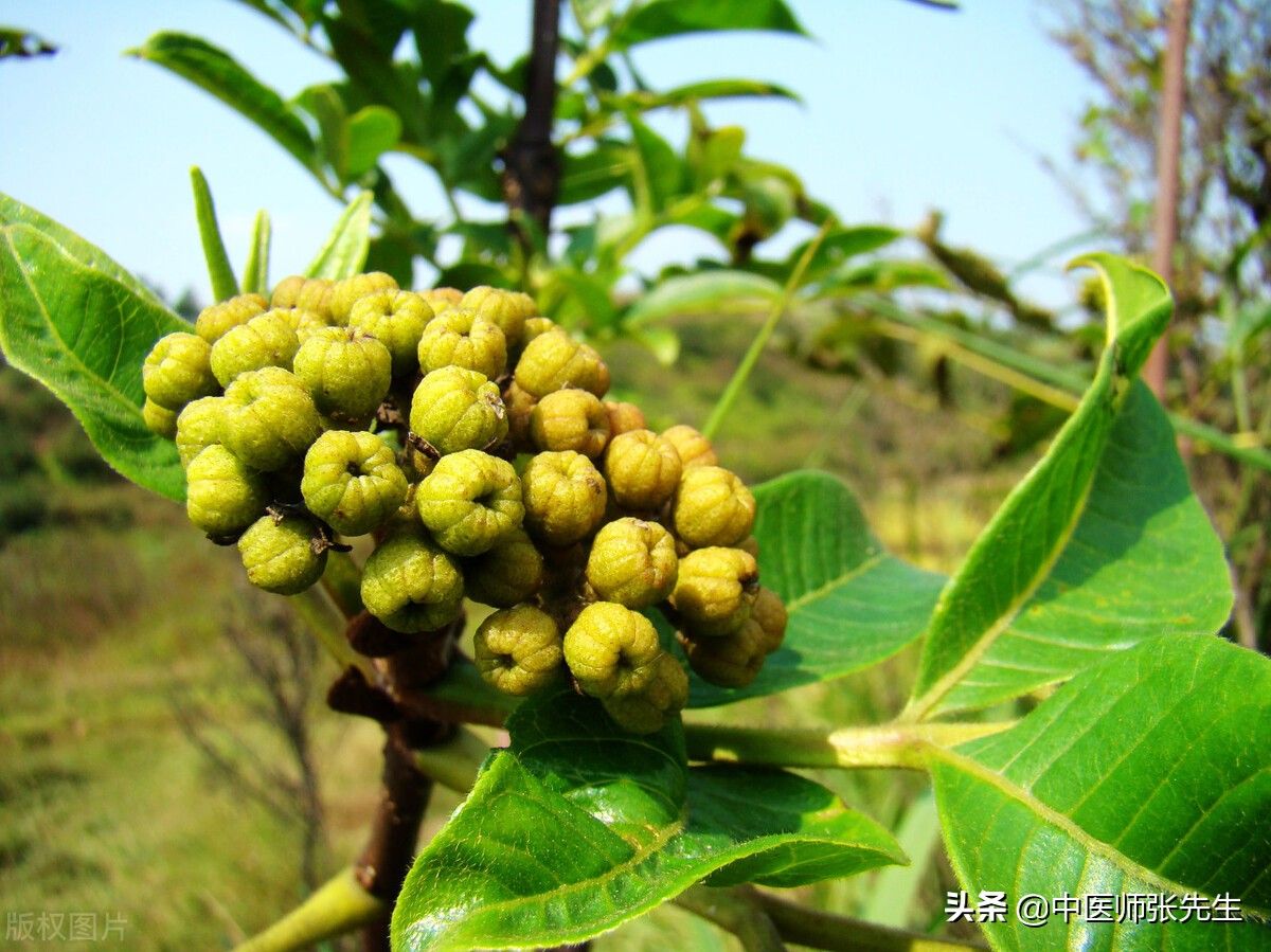 吴茱萸的功效1(吴茱萸作用及用法)-第1张图片 吴茱萸的功效1(吴茱萸作用及用法)-第1张图片
