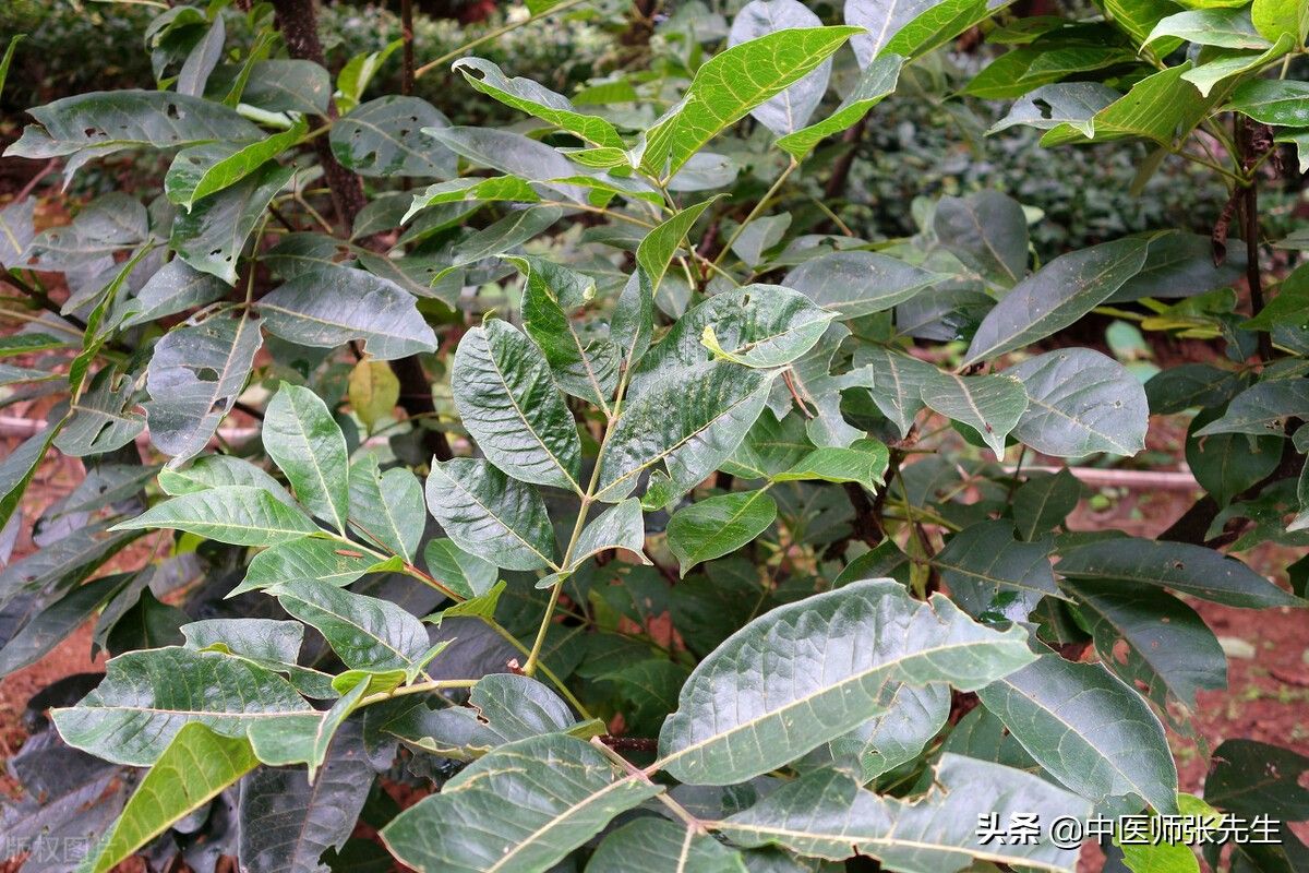 吴茱萸的功效1(吴茱萸作用及用法)-第3张图片 吴茱萸的功效1(吴茱萸作用及用法)-第3张图片