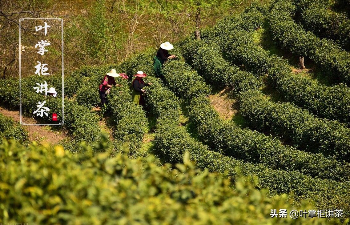 采花毛尖(采花毛尖辨别方法是什么 ?)-第1张图片 采花毛尖(采花毛尖辨别方法是什么 ?)-第1张图片
