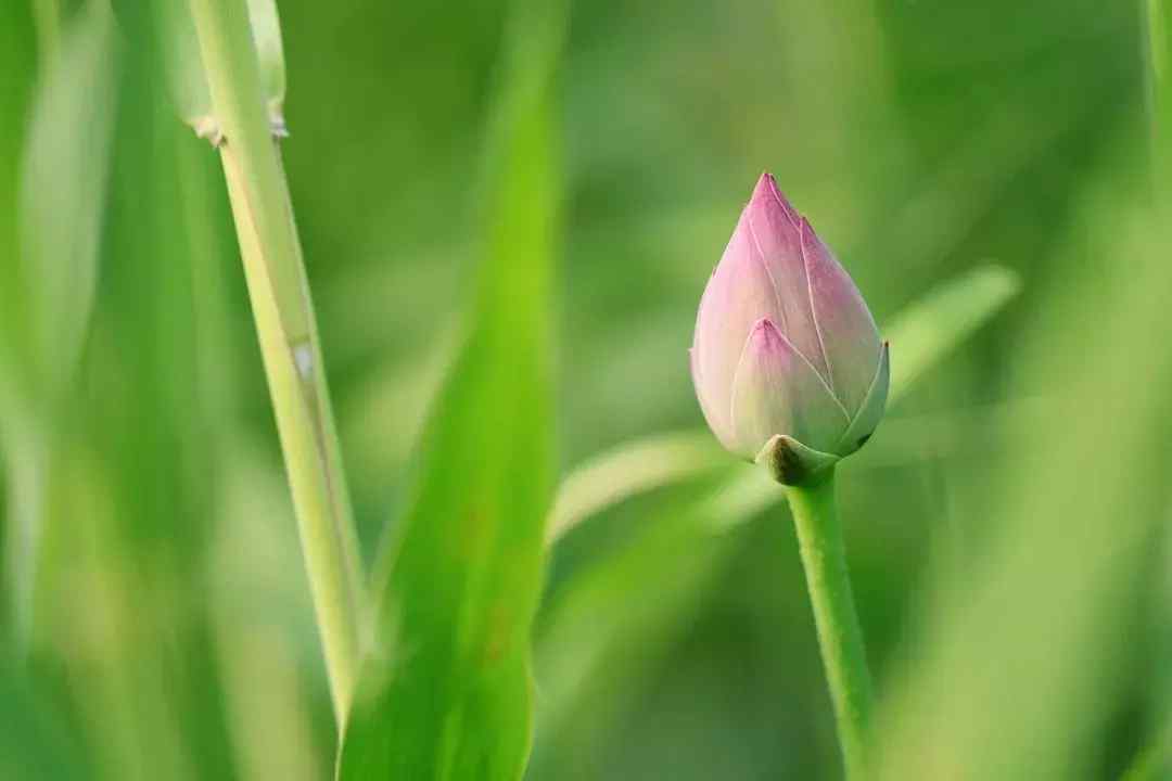 赞美荷花的诗（70句唯美荷花诗词）-第3张图片