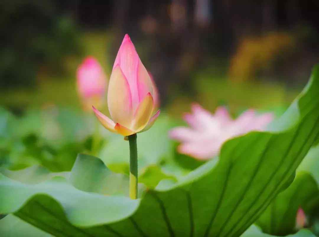 赞美荷花的诗（70句唯美荷花诗词）-第9张图片