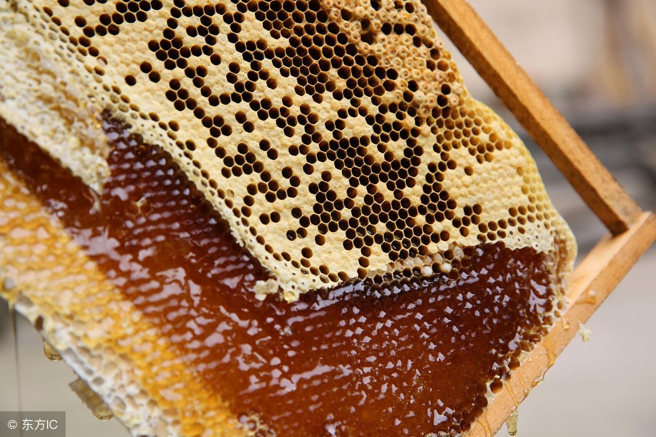 土蜂蜜的功效！（土蜂蜜具有哪些好处？）-第1张图片